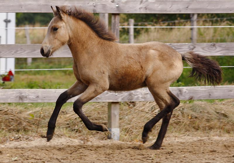 Diva von Heidmoor b.jpg